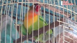 Ciri ciri burung love bird birahi atau siap kawin