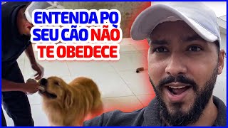 COMO NÃO FAZER COM O SEU CÃO - NA PRÁTICA