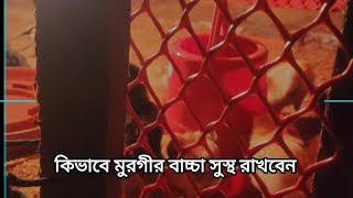 মুরগীর বাচ্চা সুস্থ রাখার নিয়ম