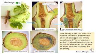 Grapevine Delayed Pruning: Presentation of some useful physiological principles