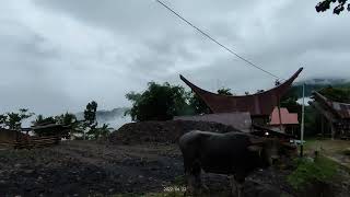 TORAJA dengan Suasana Aslinya