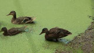 Ducks contaminated River ecology damage