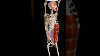 Body muscles moment 3D animation video #shorts