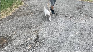 White Bull Terrier (4 Month Old Female) Out Of “Chosen Sheep Kennels”