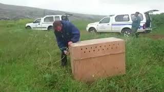 Rooikat released at Nature reserve