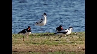 Dominanter Säbelschnäbler stänkert beim Austernfischer    #Vogelbeobachtung #Rügen 4k