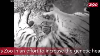 Meet the Newest Tiger Cubs at the Columbus Zoo