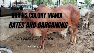 bhains colony mandi/ cow mandi 2022 @mandivlogswithejaz4258