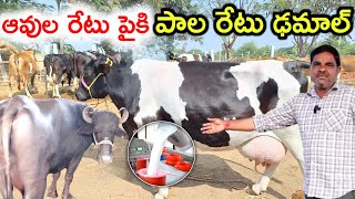 పాల రేట్ ఢమాల్ Dairy farm milk price damal @MalleshAdla