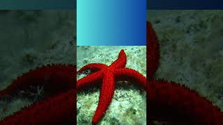 Curiosità  sulle Stelle Marine! #shorts #Starfish#OceanFacts #curiosità #viralvideo