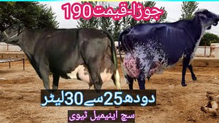 03466152628 | Girlando cow | Girlando cholistani cross   | cholistani  cross cow | #suchanimaltv