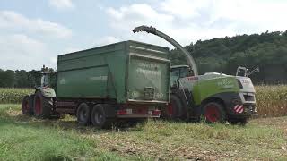 Maishäckseln 2024 in Oststeiermark mit Class Jaguar960 und Orbis 750 und 6 Stück Fendt und anderen T