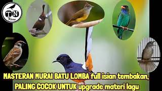 Masteran murai batu lomba full isian tembakan, paling cocok untuk upgrade materi lagu