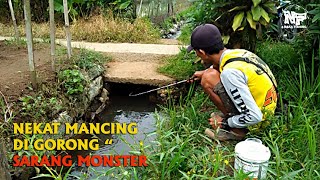 NEKAT !! MANCING DI GORONG-GORONG SELOKAN SARANG MONSTER #mancingdiselokan #nakafishing #mancingliar