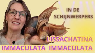 Lissachatina Immaculata vr Immaculata ( moeten ze nou wel of niet in winterslaap?)