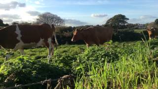 Guernsey Cows go in for milking