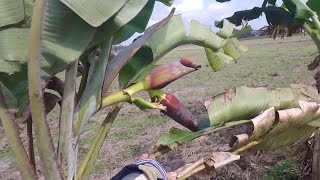 Tanaman pisang berbuah dipinggir persawahan, musim kemarau buahnya kecil