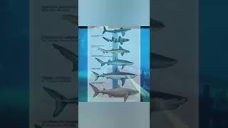 Tiburones más antiguos que los dinosaurios #shorts #dinosaurios #shark