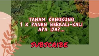 cara panen kangkung berkali-kali,,, aku kasih tau tips nya,,, (1 x tanam berkali-kali panen)