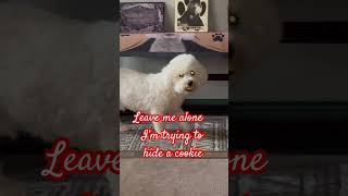 #dog #funny #bichonlove @buddythetalkingbichon