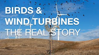 Wind Turbines and Birds: Uprise Energy's Solution