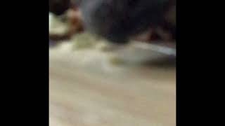 Slow motion tortoise eating