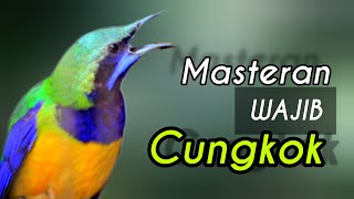 🔴MASTERAN WAJIB CUCAK CUNGKOK full TEMBAKAN  cocok buat masteran murai batu