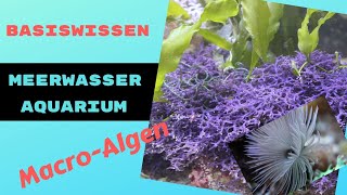 Meerwasseraquarium: Makro-Algen und Weichkorallen (Arten, Haltung und Empfehlungen)