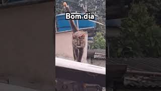 #gatos#viralvideo #gatos#gatosfofo #gatosfofinhos#cat #pets#bichos#reflexao #saopaulo #riodejaneiro