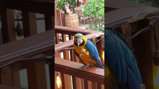 guacamaya comiendo un taco.    #guacamayas #mexico #morelos  #xochitepec #fincalosisabeles