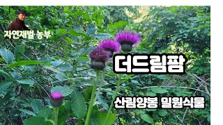 지리산 자연재벌 농부가 운영하는 더드림팜의 산림양봉 밀원식물 관리