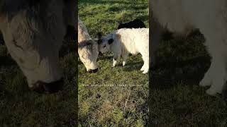 sweet calf #cowlover #cow #animal  #farmlife #farmlifestyle #farmlifebestlife