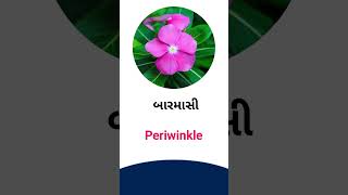 Periwinkle meaning in Gujarati - English dictionary