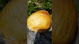 Amanita Mushroom Rock Merger