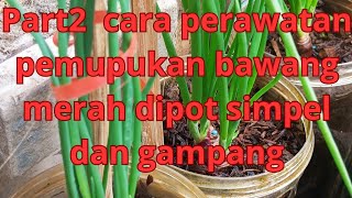 part2cara kedua pemupukan dan perawatan bawang merah dipot#berkebun #berkebundirumah #pertanian