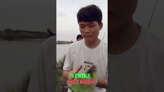 STRIKE ‼️ MULUS MENDARAT