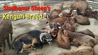 Sindhanur sheep's, kenguri breed fast growing breed of Karnataka