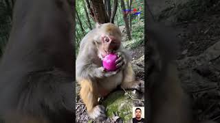 monkey makan bawang kepedesan #food #kulinerfood #makananmonyet #monkey