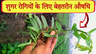 शुगर रोगियों के लिए बेहतरीन औषधि : हिरणखूरी // Best Medicine for Sugar Patients : Hirankhuri