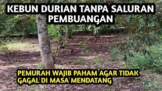 Kebun durian di lahan rata dan miring | ini perbedaanya | part 1