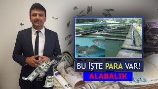 BU İŞTE PARA VAR ALABALIK