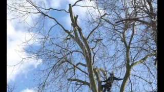 london plane tree timelapse 2010