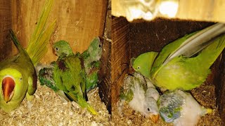 Alexandrine parrots last cultuch this season ...را طوطوں کے اِس موسم کےآخری انڈے بچے