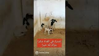 سلالة الدمان