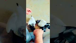 Baby pigeon feeding #shorts #viralvideos #birds #nafeespigeon