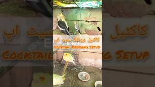 Cocktail Birds Breeding Setup | Love Birds Colony | Cocktail Bird Colony | #shorts