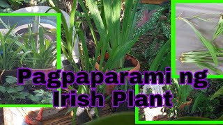 How to propagate an Irish Plant?