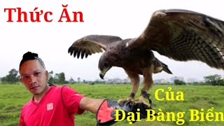 Cách Nuôi Đại Bàng Biển...Thức Ăn Nuôi Đại Bàng Biển.