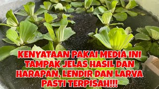 PAKAI DAN DIBANTU MEDIA INI JELAS HASILNYA, HARAPAN HIDUPNYA LENDIR/LARVA PASTI TERPISAH!!!