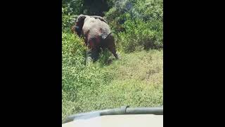 elephant demonstrate how to f...ck@lake mburo national Park in uganda.+256775927484 book now a tour